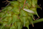 Sulphur sedge